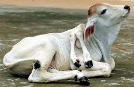 Putting a figure on exactly how many deaths around the world may result from the chernobyl disaster is almost impossible. 21 Chernobyl Mutations Animals And Humans Deformities Ideas Chernobyl Mutation Chernobyl Disaster