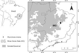 Image result for Rhynchosia elegans