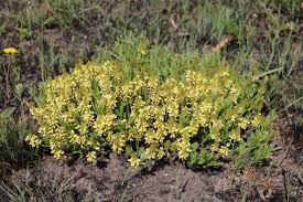 Image result for Eriosema × prunelloides