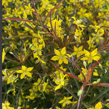 Image result for Lysimachia