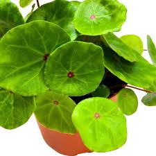 Image result for Begonia pulcherrima