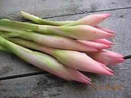 Savesave pengujian benih tanaman hutan for later. Bunga Kantan 3pieces Bundle Sold Per Bundle Horeca Suppliers Supplybunny