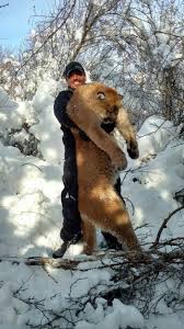 The mountain lion a colorado trail runner killed in early february was identified as a kitten, wildlife officials revealed on thursday. Large Mountain Lion Killed Recently In Fremont County Outdoors Rexburgstandardjournal Com