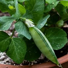 Image result for Pisum sativum