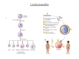 Ak sú matka i otec zdraví, ale každý z nich nesie jeden porušený gén pre cystickú. Gnov Terapia Predmet Botbrgmo Biotechnologie Rostlin A Gmo