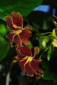 Image result for Markhamia zanzibarica