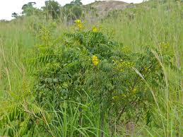 Image result for Senna petersiana