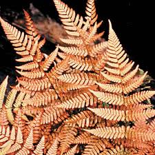 Image result for Dryopteris