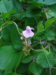 Image result for Canavalia rosea