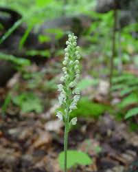 Image result for Goodyera