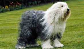 The old english sheepdog named also the bobtail, is a large, squarely proportioned, agile dog with a profuse shaggy coat. English Sheepdog Dog Breed Information