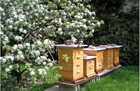 Bienen Im Garten Glashaus Garten Pflanzen