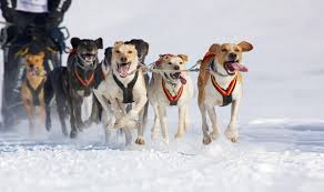 Nombre de résultats trouvés : Chien De Traineau Suede La Laponie Suedoise En Attelage De Course Traineau A Chiens Suede Allibert Trekking