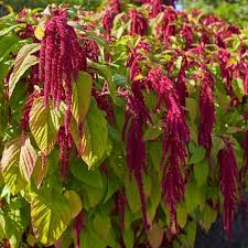 Image result for Amaranthus