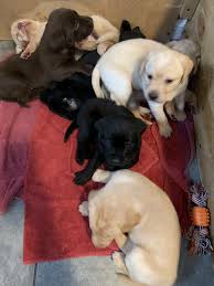 Akc lab puppies silver red charcoal and champagne available call or text 5176103611 for information all puppies have had dew claws removed selectively bred akc registered english labrador puppies will be trained as a versatile companions for the all around pretrained take anywhere dog. Labrador Retriever Puppies For Sale Gaylord Mi 290764