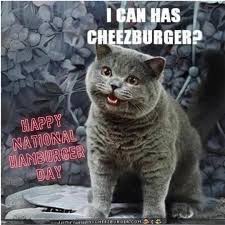 Image result for i can has cheezburger