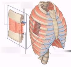 As a consequence, rib cage expansion predominates during quiet breathing in the seated position and abdominal expansion predominates in the supine position. 1 Intercostal Muscles Diagram Quizlet