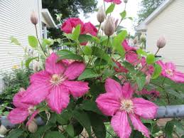 Check spelling or type a new query. Add Clematis Vines To Your Garden For Beautiful Colorful Blooms The Gazette