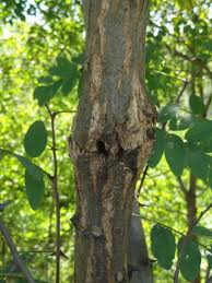 We did not find results for: Black Locust A Tree With Many Uses Cornell Small Farms