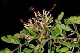 Image result for Albizia petersiana