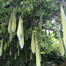 Living In A Wisteria Wonderland These Pods Eventually Dry Out And Twist Dropped Its Seeds The Purple Flowers Come Later