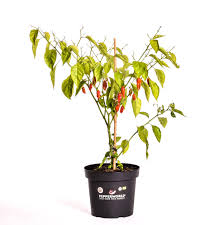 Bhut jolokia, habaneros, tabasco chili plants grow much faster with sufficient root space. Buy Your Naga Bhut Jolokia Red Organic Chilli Plant Online