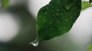 Rausziehen bevor er kommt ist ein coitus interruptus davon kann man selbstverstädnlich schwanger werden da schon beim akt selber spermien austreten die nix mit dem lusttropfen zu tun haben. Lusttropfen Wozu Dient Das Praejakulat Und Kann Ich Schwanger Werden