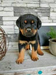 We are a very trusted company who has shipped out tons of puppies to friendly homes. Rottweiler Puppy Available Posts Facebook