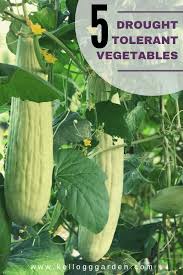 Check spelling or type a new query. 5 Best Vegetables To Grow In Arizona Kellogg Garden Organics