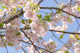The ritual of viewing cherry blossoms dates back to the 700s in japan, when the trees were considered sacred and connected to specific religious beliefs, per pbs. Flowering Cherry Trees Grow An Ornamental Cherry Blossom Tree Garden Design