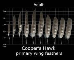 This feather represents a feather from a cooper hawk. The Feather Atlas Feather Identification And Scans Feather Identification Feather Cooper S Hawk