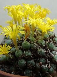 Image result for Chlorophytum nubicum