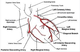 We hope this post inspired you and help you what you are looking for. Coronary Arteries Anterior View Download Scientific Diagram
