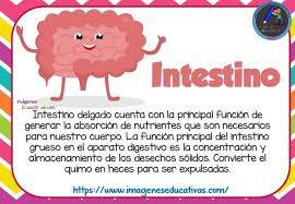 Pin En Cuerpo Humano