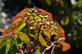 Image result for Parthenocissus quinquefolia