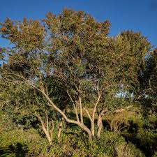 Image result for Tarchonanthus trilobus