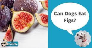 Can Dogs Eat Figs Are Figs Bad For Dogs