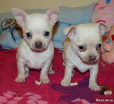 Some puppies for sale may be shipped worldwide and include crate and veterinarian checkup. Cream Chihuahua Puppies Just 3 Left Pets For Sale In Kuala Lumpur Sheryna Com My Mobile 694450