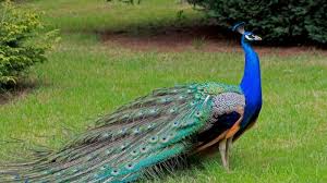 Check spelling or type a new query. Kebun Binatang Bandung Miliki Anggota Baru 2 Burung Merak Yang Cantik Info Wisata Bandung