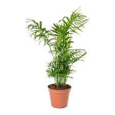 Maybe you would like to learn more about one of these? Chamaedorea Elegans Evergreen Plants Dubai Garden Centre