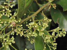 Image result for Cryptocarya liebertiana