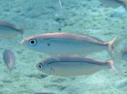 Image result for Boops boops