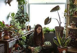 Not all plants will thrive when placed in a window that. 20 Great Low Light Indoor Plants For North Facing Windows