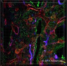 Alexa fluor is a registered trademark of life technologies corporation. Alexa Fluor 405 Donkey Anti Rabbit Igg Secondary Antibody Ab175651 Abcam