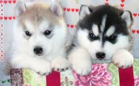 Australian cattle dog puppies & dogs for sale/adoption. Baby Huskies With Blue Eyes Blue Eyes Siberian Husky Puppies For Sale Husky Puppies For Sale Siberian Husky Puppies For Sale Husky Puppy