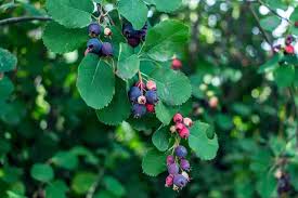 Image result for indiánská borůvka obrázek