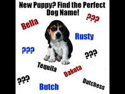 So help you out i put together a list of 500 dog names that start with b. Cute Dog Names Female Cat S Blog