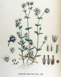 Image result for Cerastium glomeratum