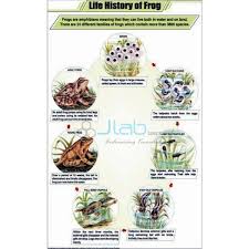 Life History Of Frog Chart India Life History Of Frog Chart