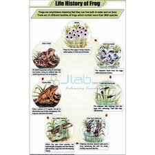 life history of frog chart india life history of frog chart